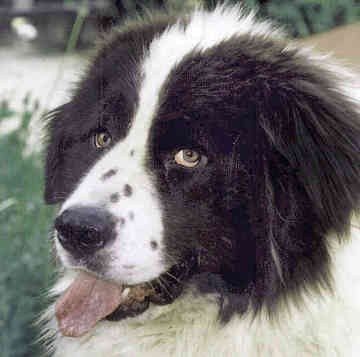 LANDSEER